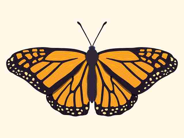 榴莲社区短视频爆发：付费模式快报